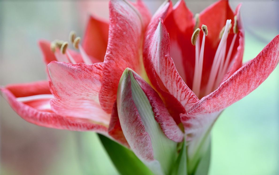 Fleurs rouges : la liste des 30 plus belles variétés de fleurs rouges