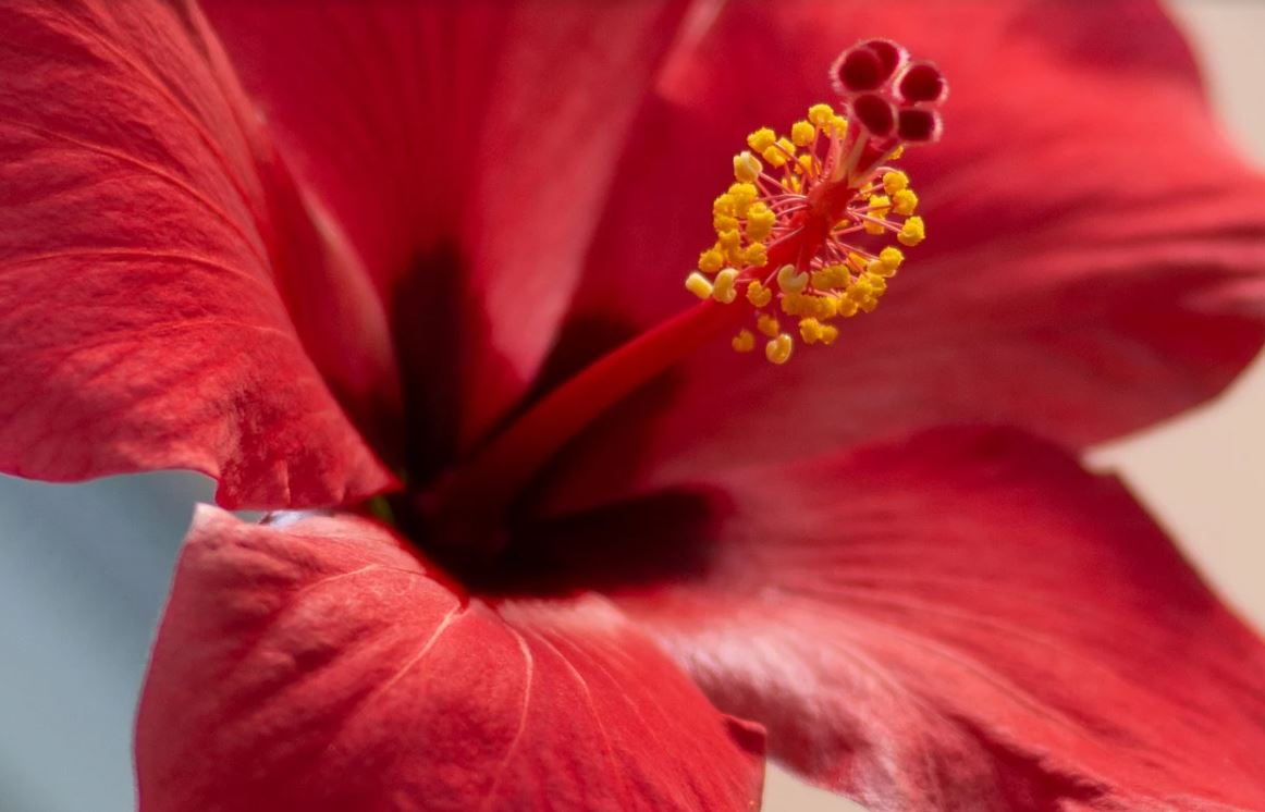 Hibiscus