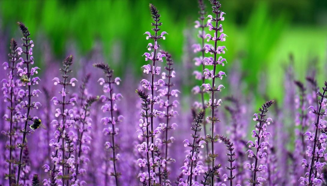 Fleurs violettes : la liste des 30 plus belles variétés pour le jardin