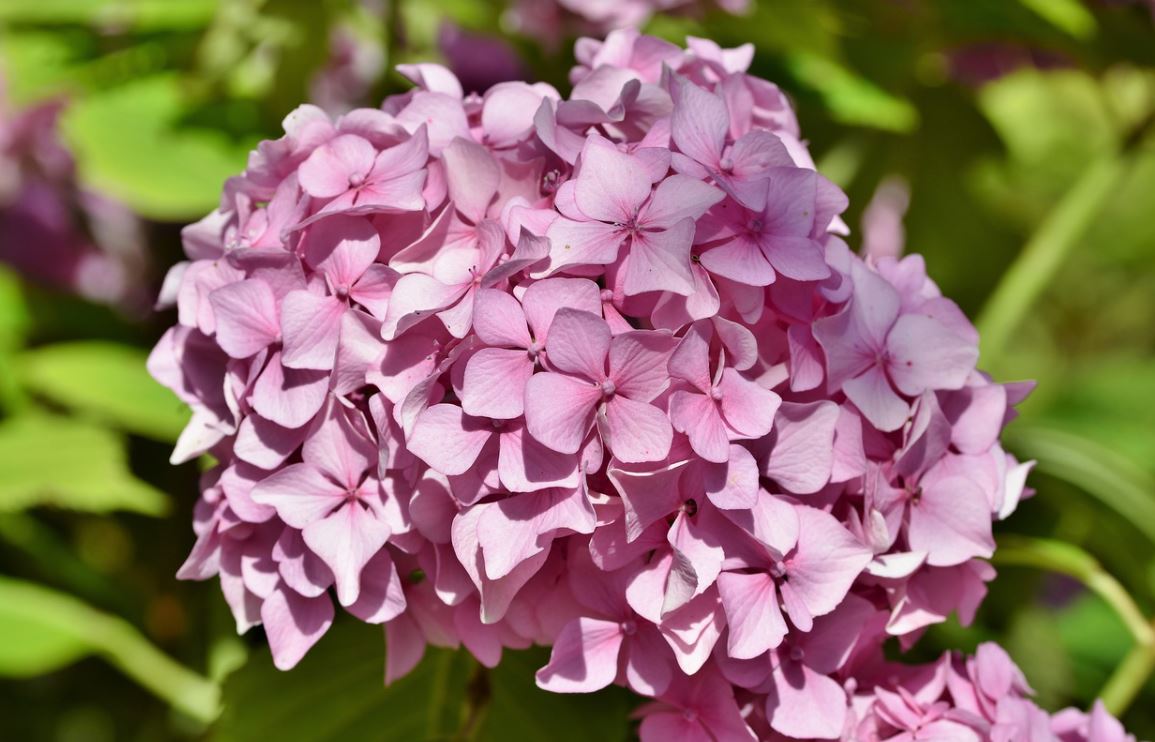 Hortensia