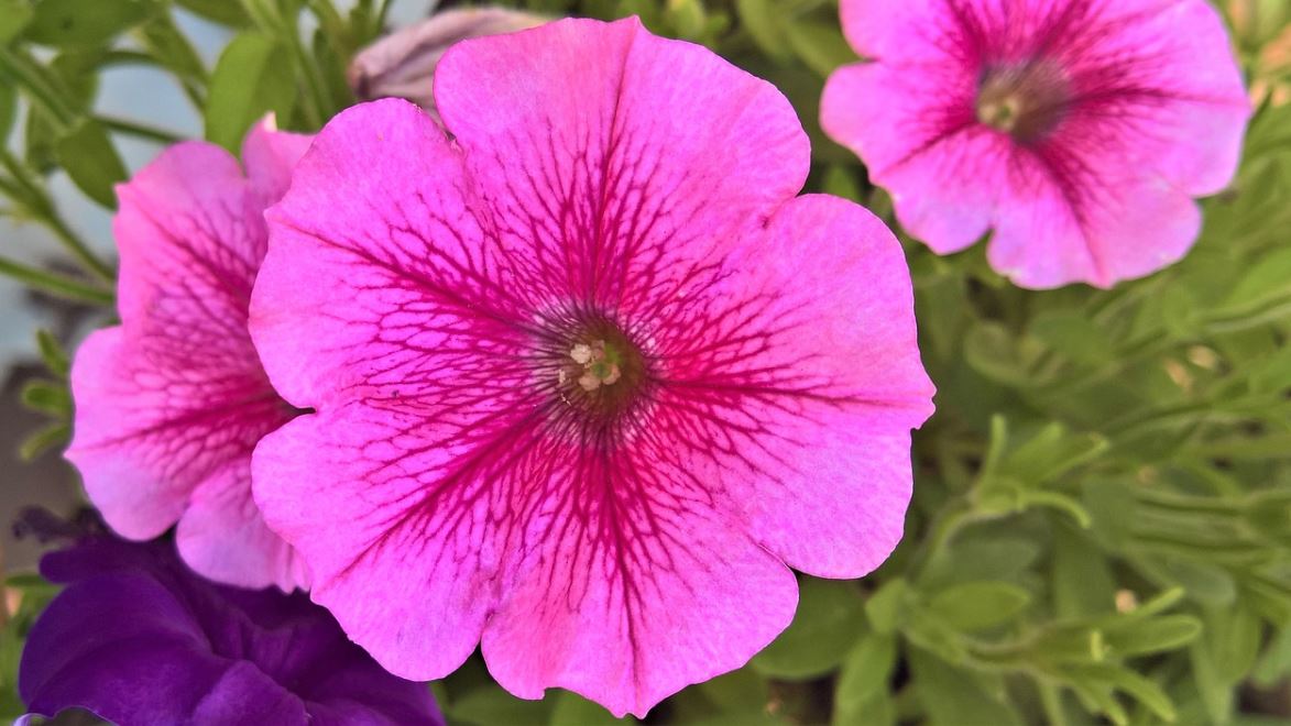 Pétunia