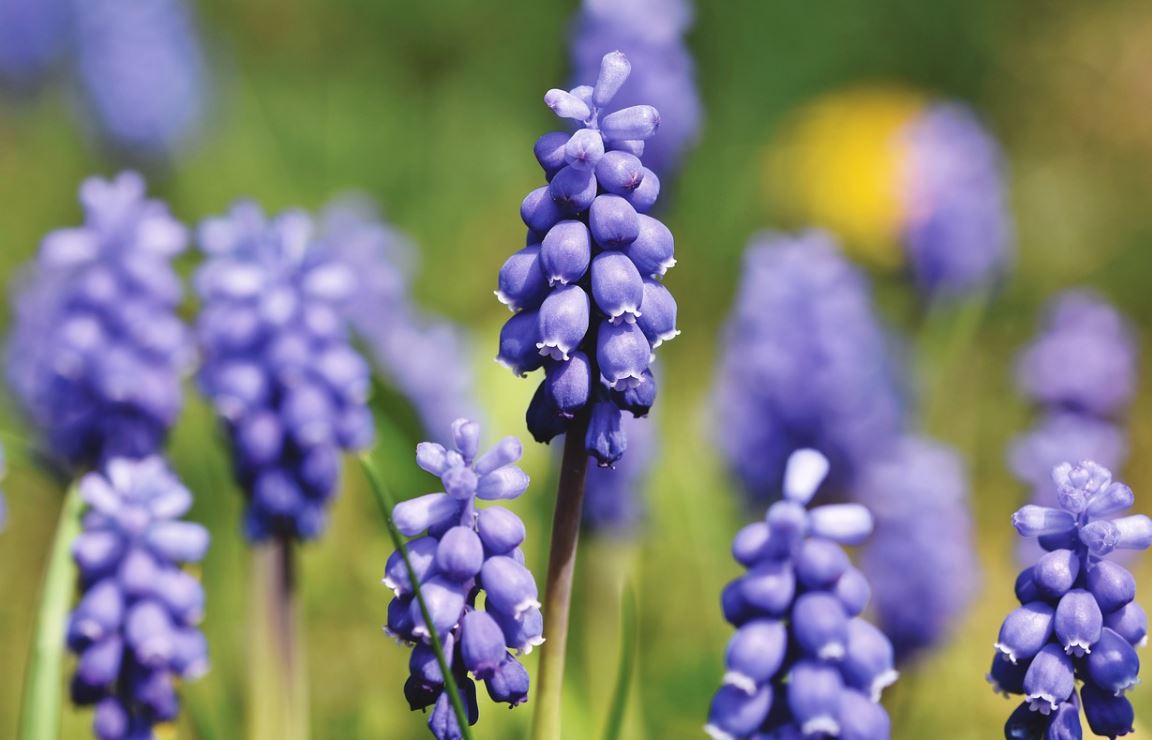 . Muscari