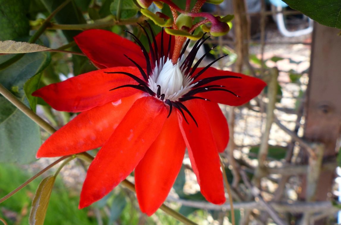 Passiflore