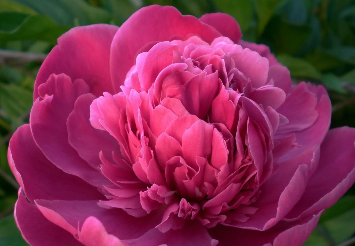 Pivoine