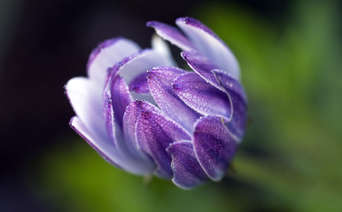 Osteospermum