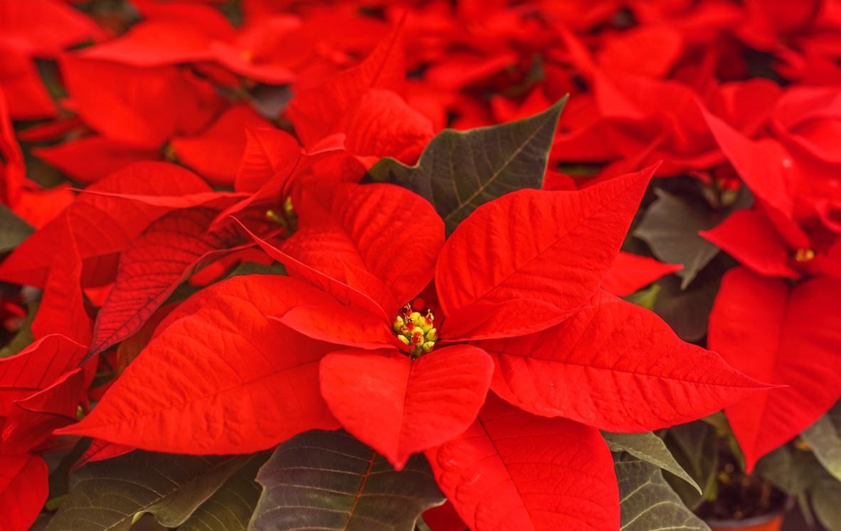 Poinsettia
