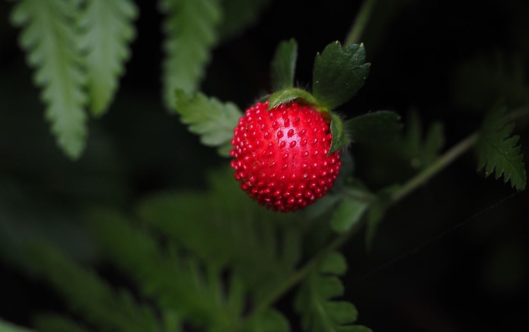 Potentille
