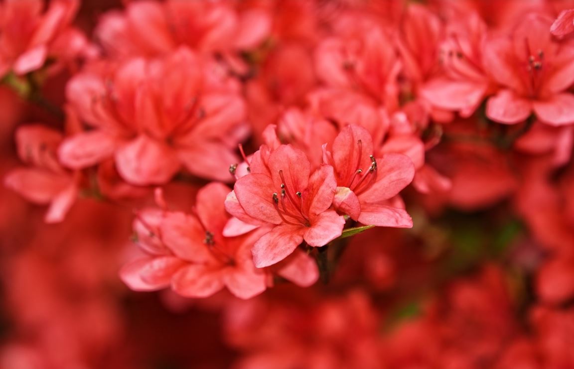 Rhododendron