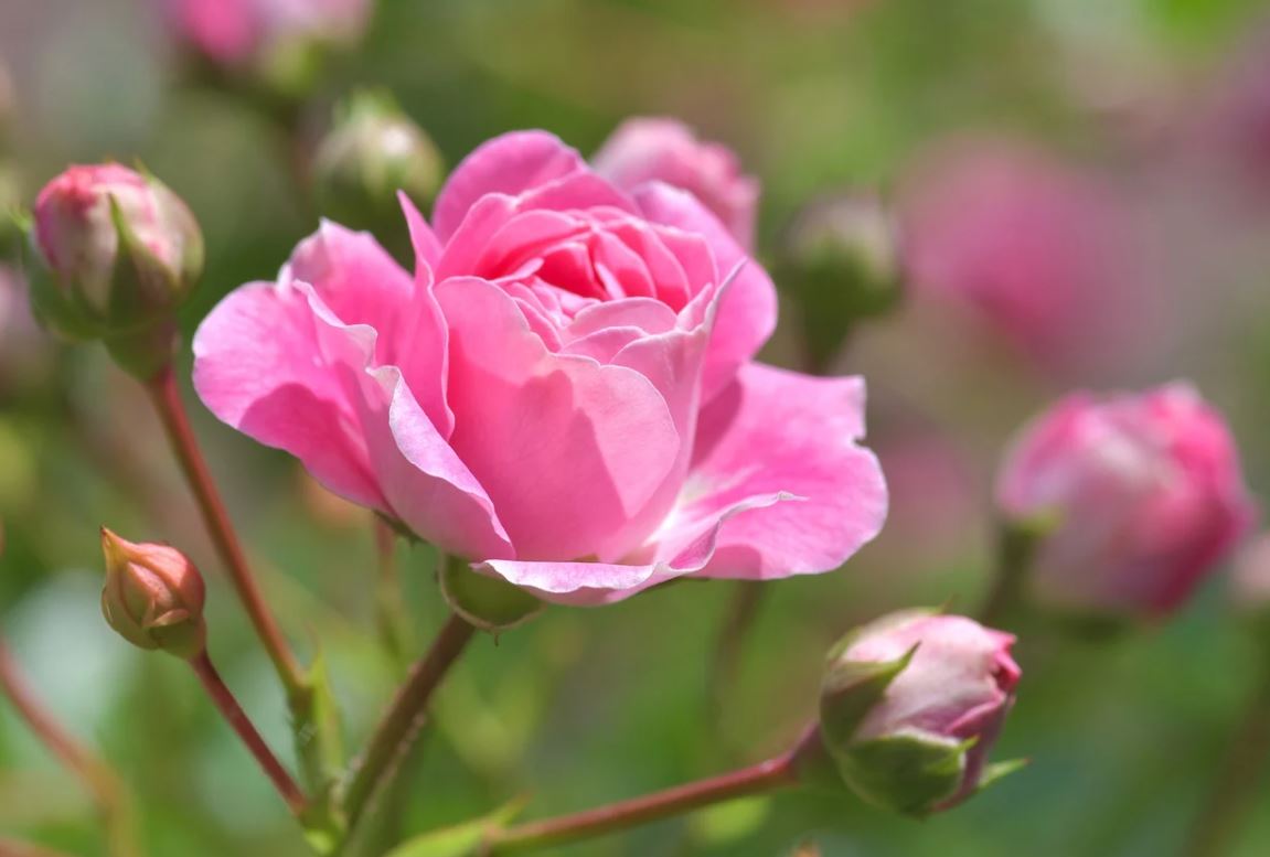 Rosier