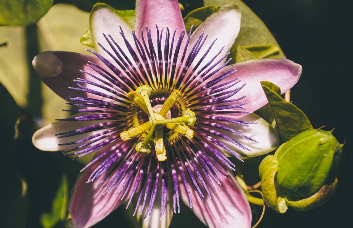 Passiflore