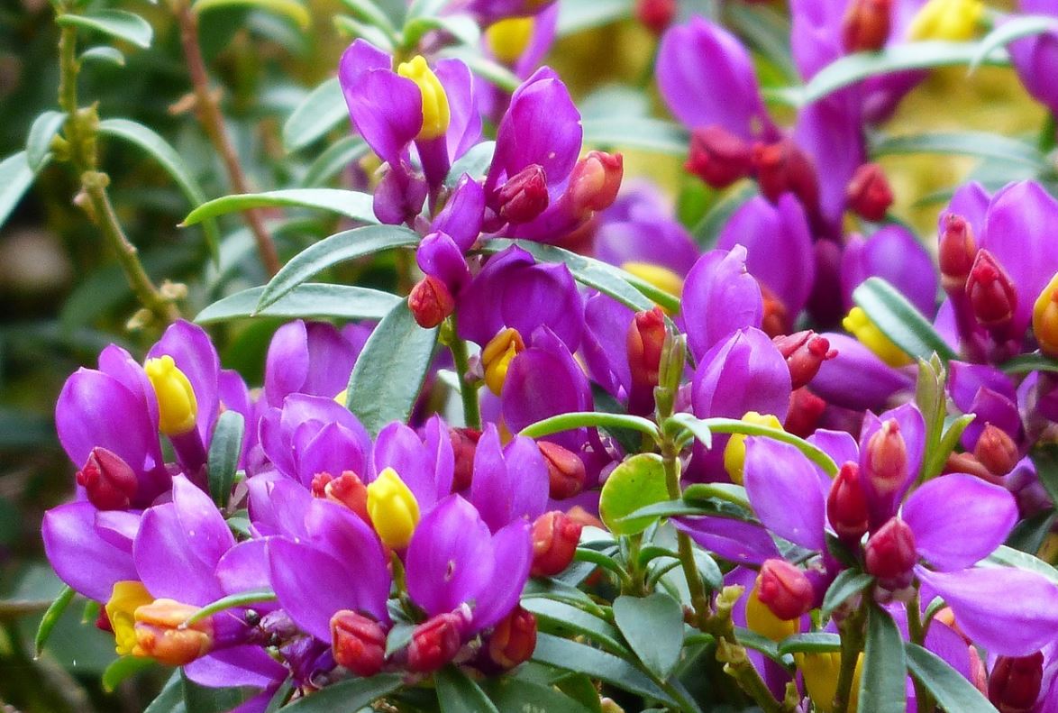Polygala