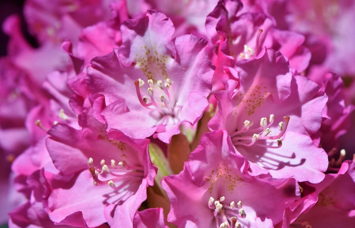 Rhododendron