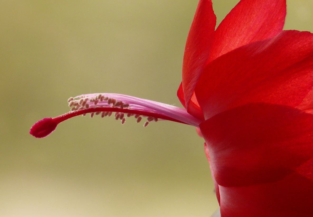 Schlumbergera