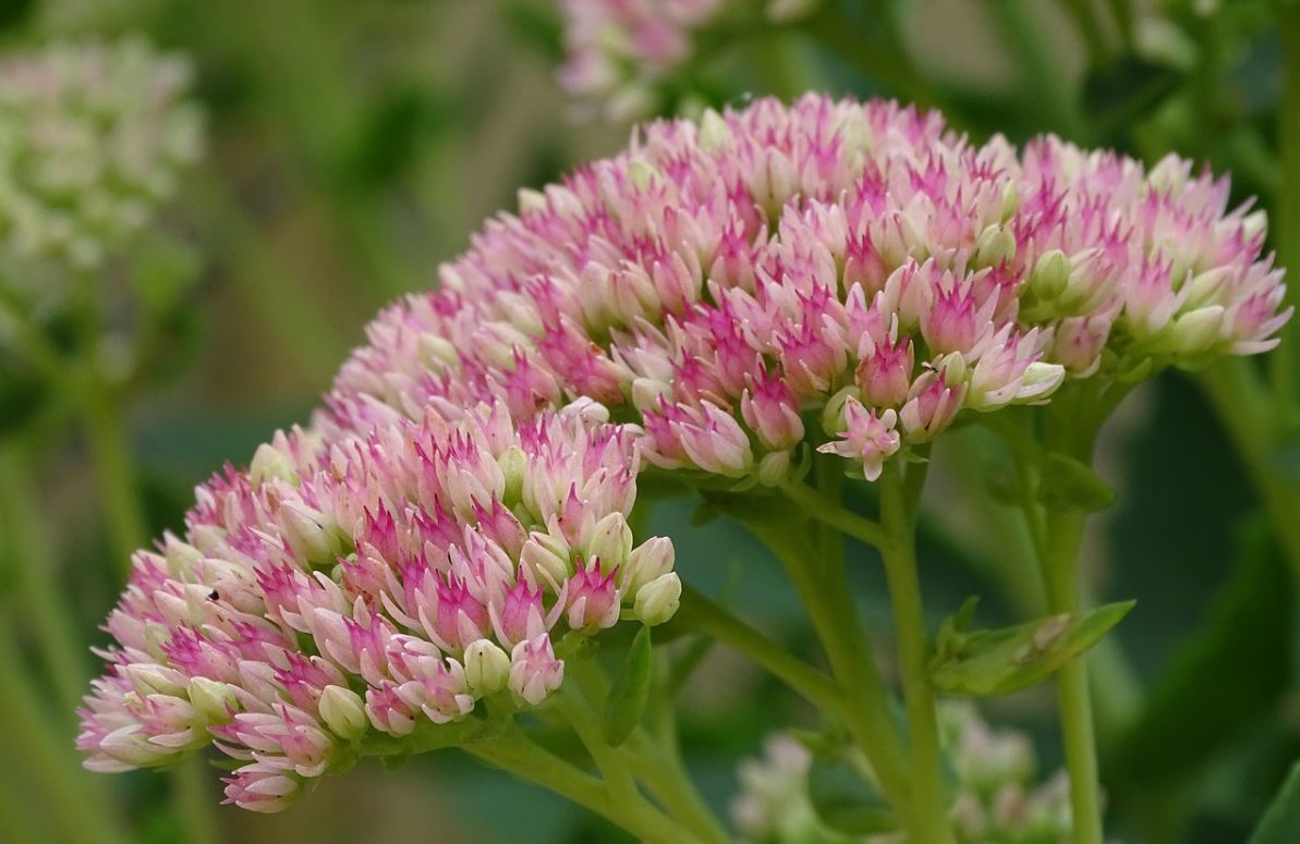 Sedum