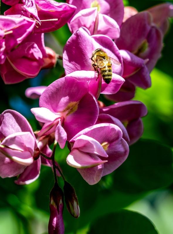 Sophora