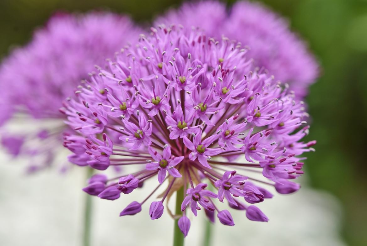 Allium