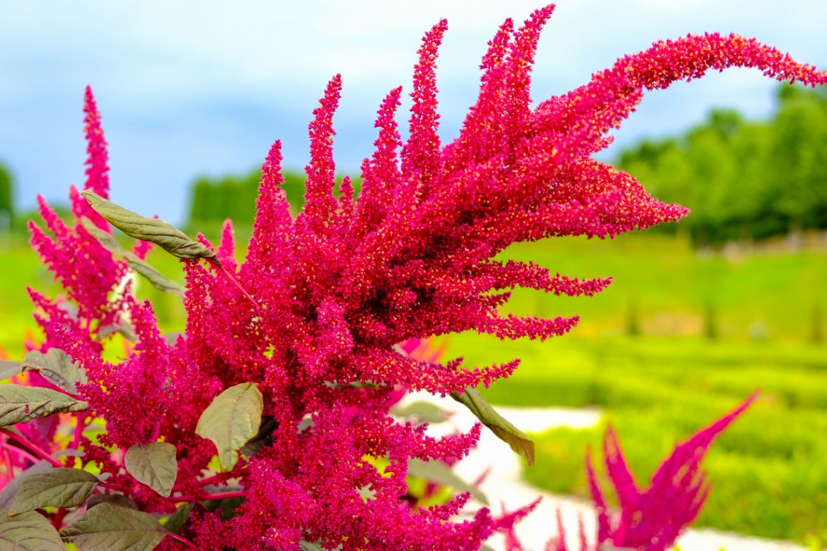 Fleurs rouges : la liste des 30 plus belles variétés de fleurs rouges