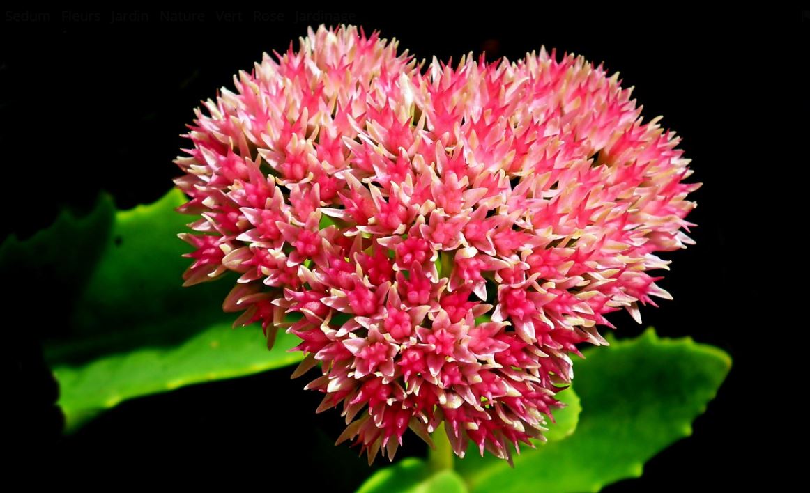 Sedum
