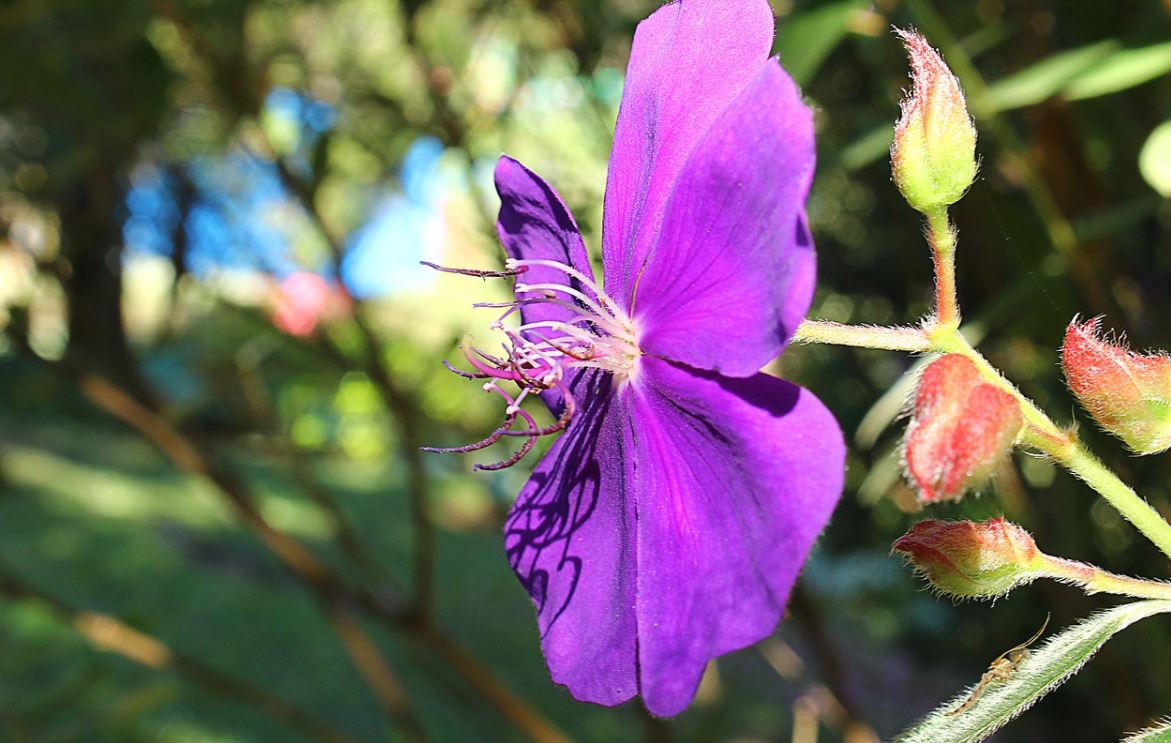 Tibouchina