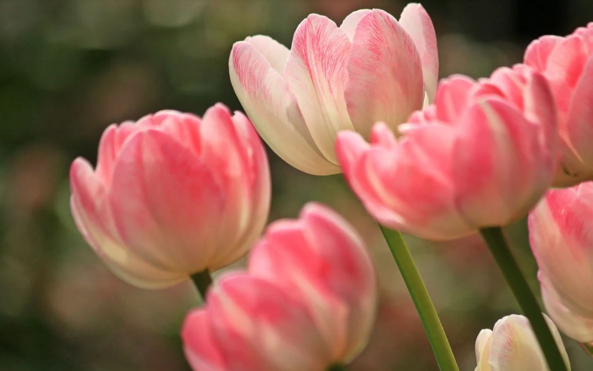 Tulipe