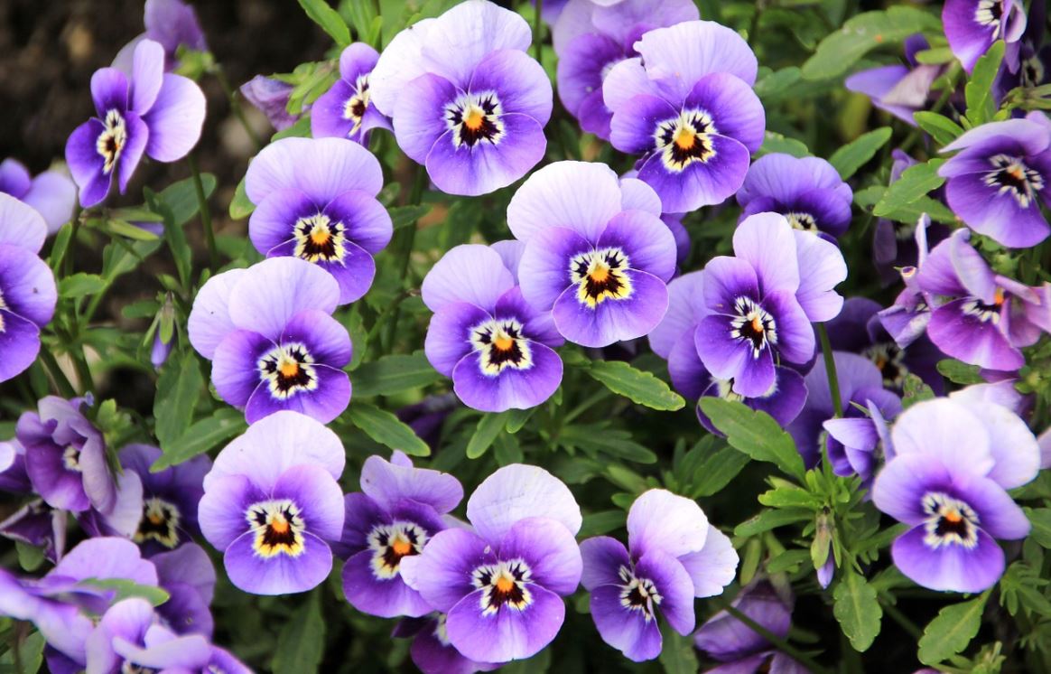 Violette