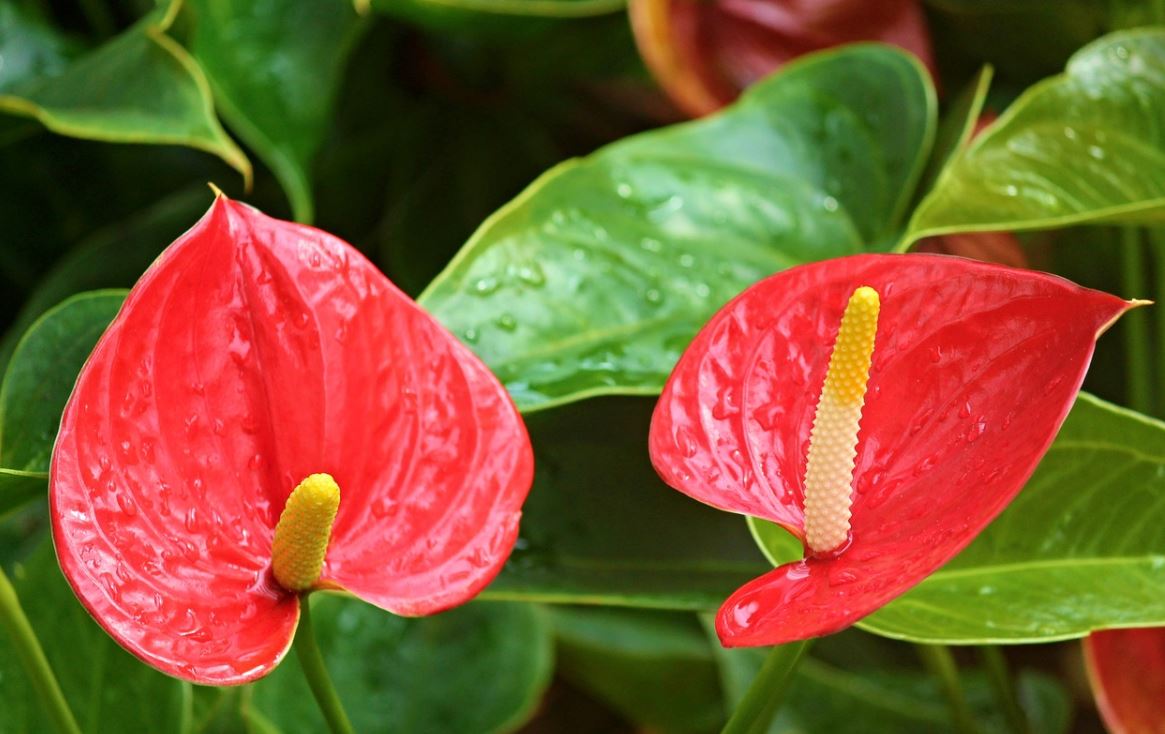 Fleurs rouges : la liste des 30 plus belles variétés de fleurs rouges