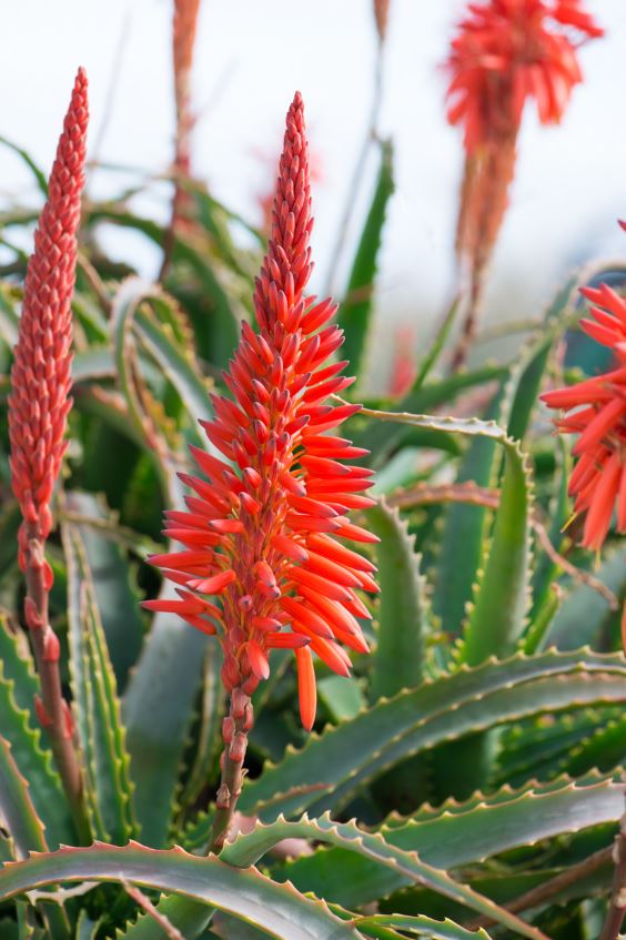 Aloes Arborescent