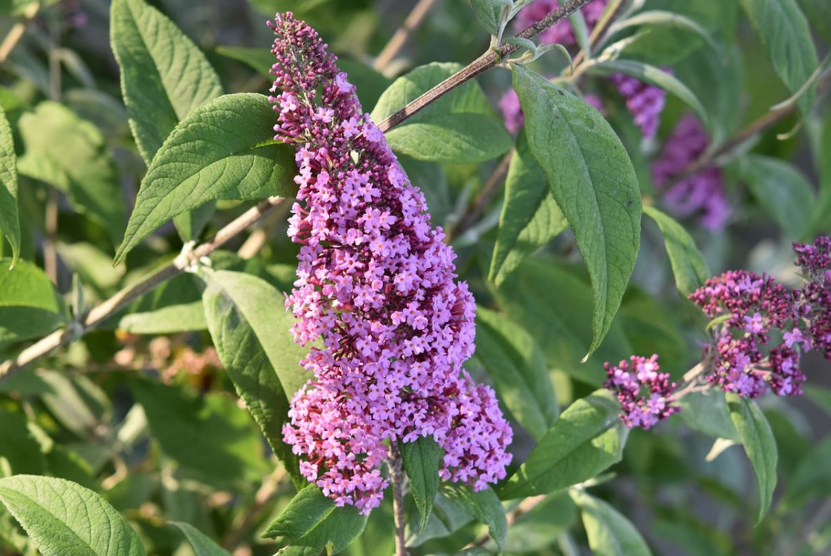 Buddleia