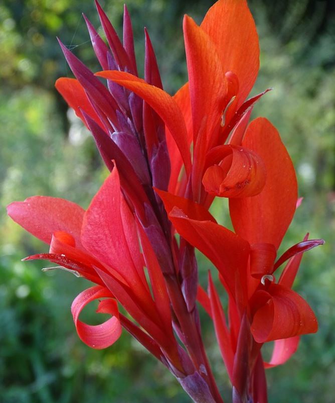 Fleurs rouges : la liste des 30 plus belles variétés de fleurs rouges