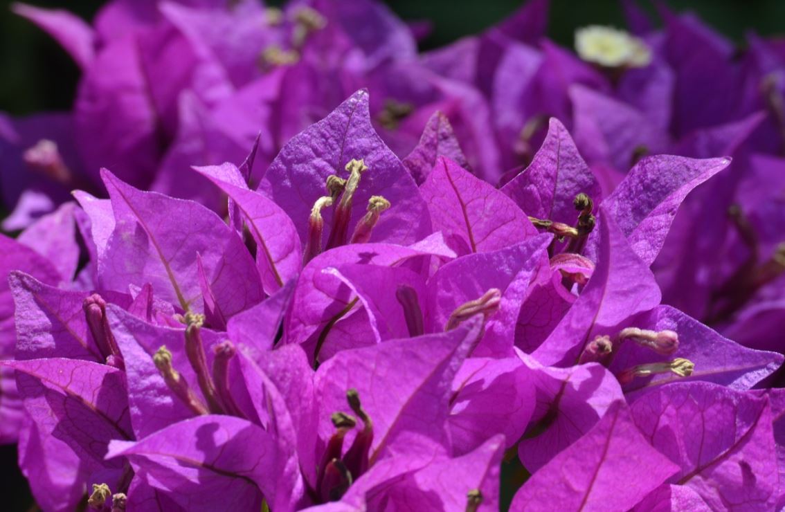 Bougainvilliers