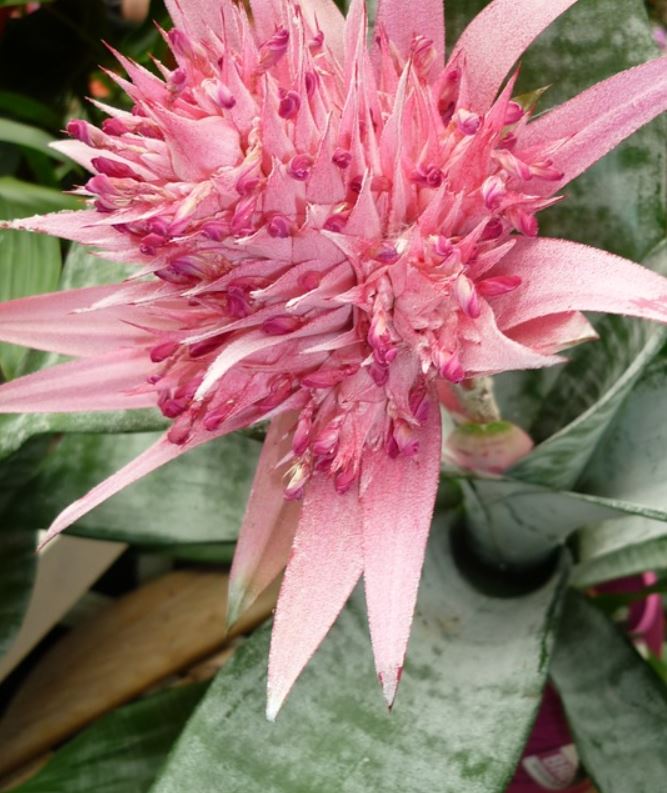 Bromelia