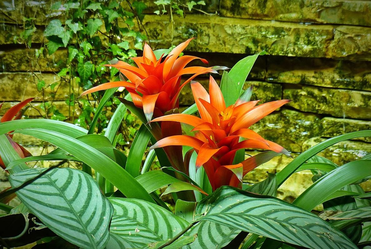 Bromelia