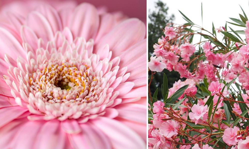 Fleurs Roses