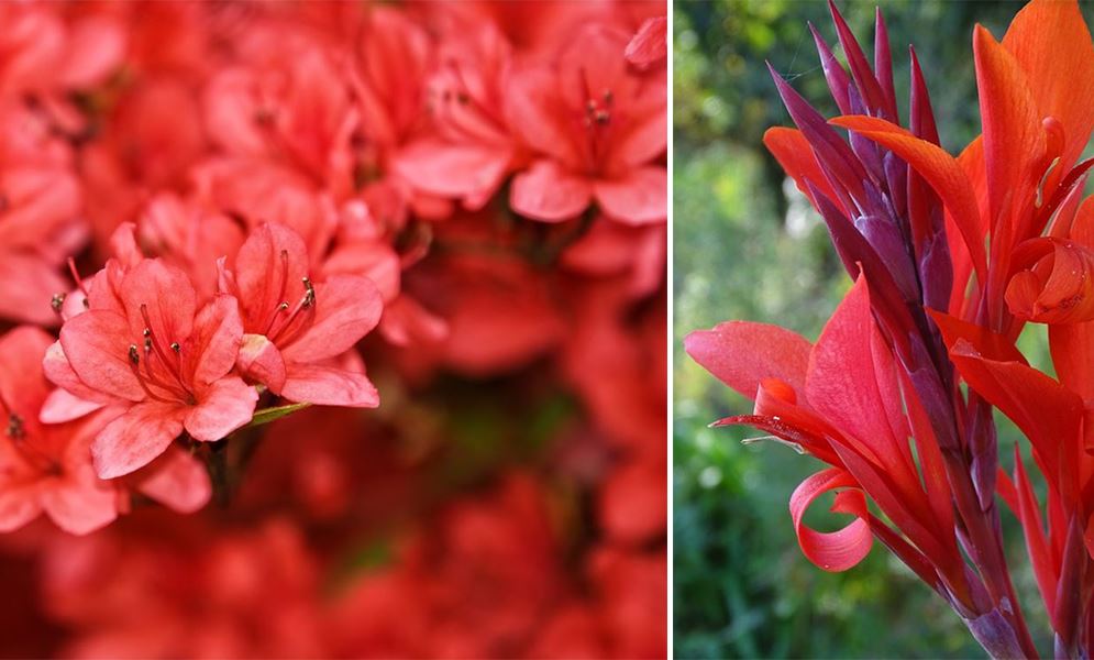 Fleurs Rouges