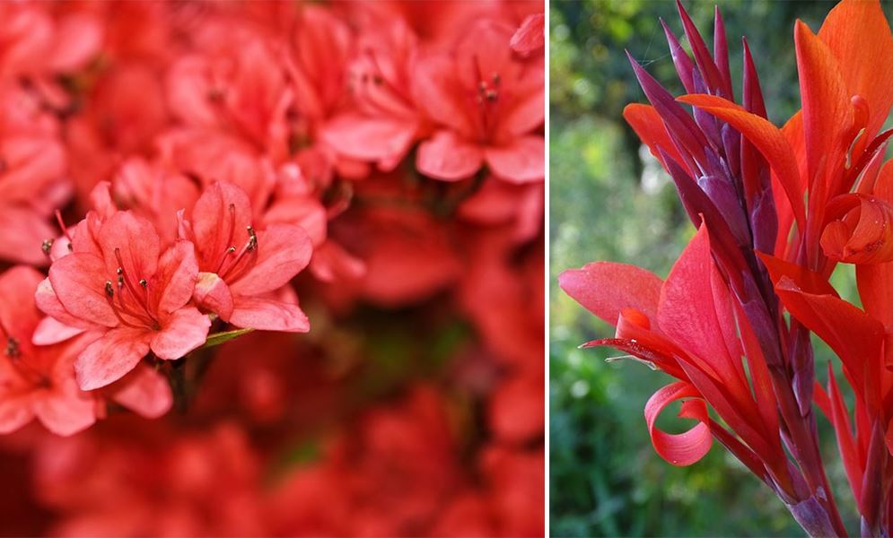 Fleurs rouges : la liste des 30 plus belles variétés de fleurs rouges