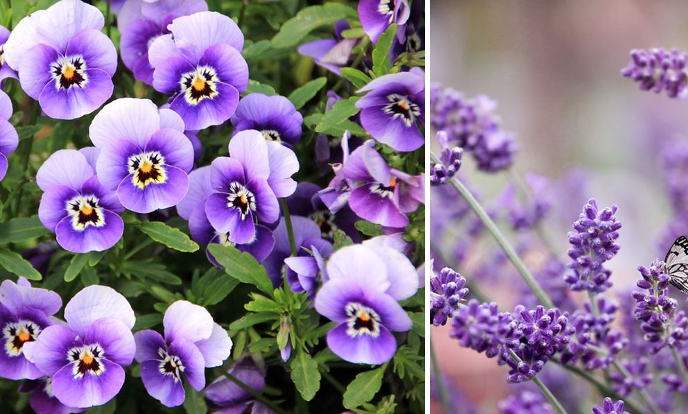 Fleurs violettes : la liste des 30 plus belles variétés pour le jardin