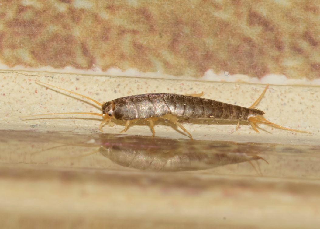 Lépisme Argenté Poisson D'argent