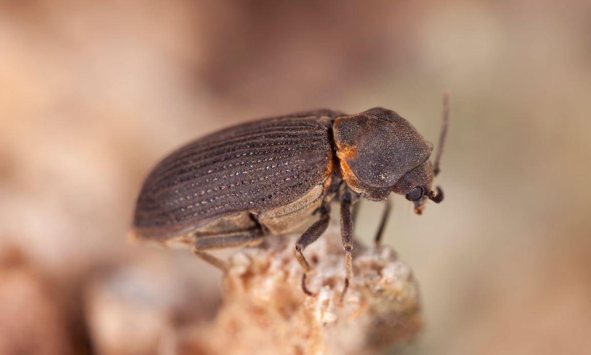 Vrillette Bois Insecte