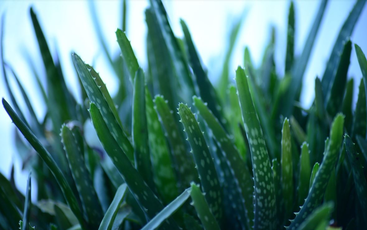Aloe Vera