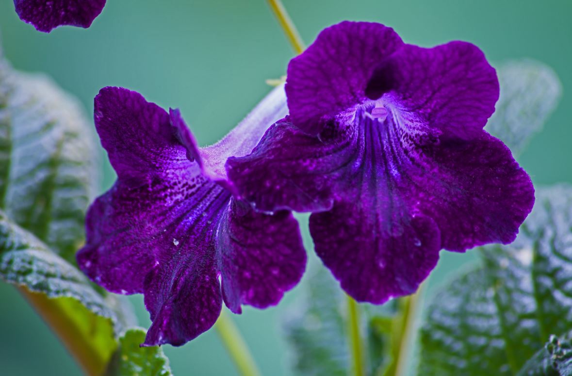 Streptocarpus