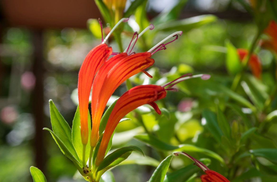 Aeschynanthus