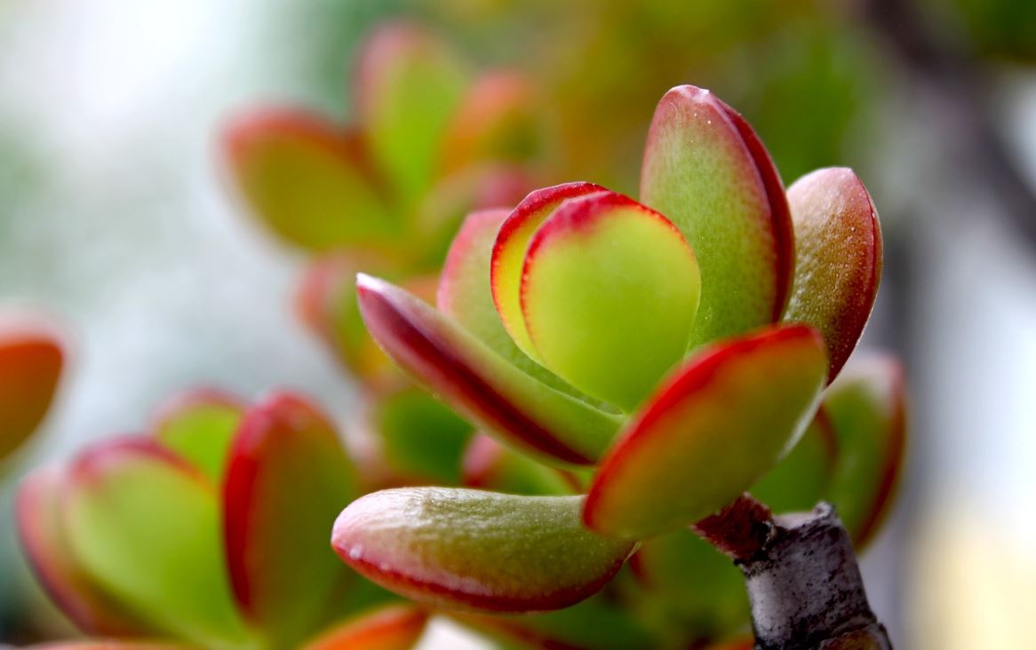Crassula