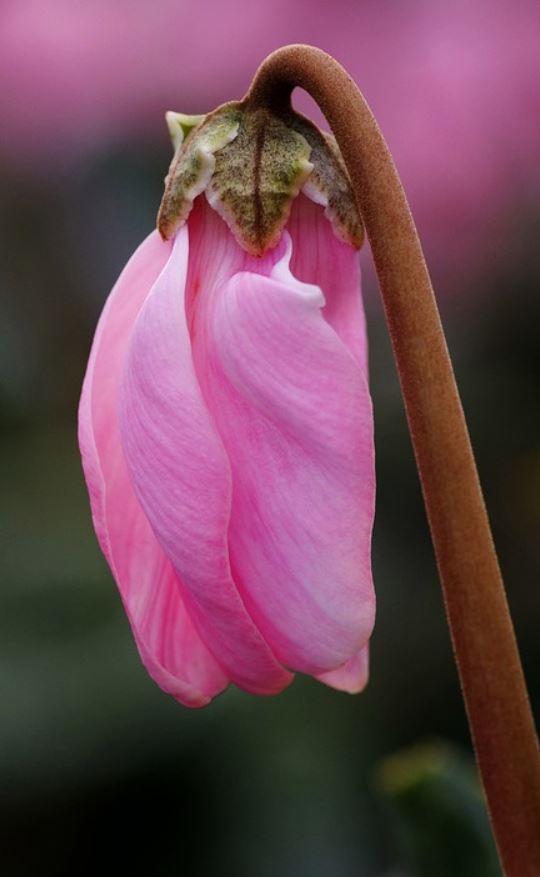 Cyclamen De Perse
