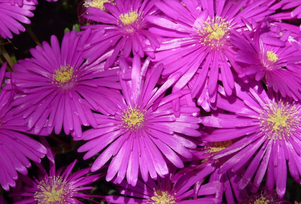 Delosperma Rose