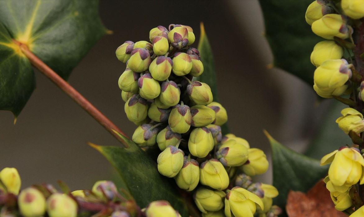 Mahonia