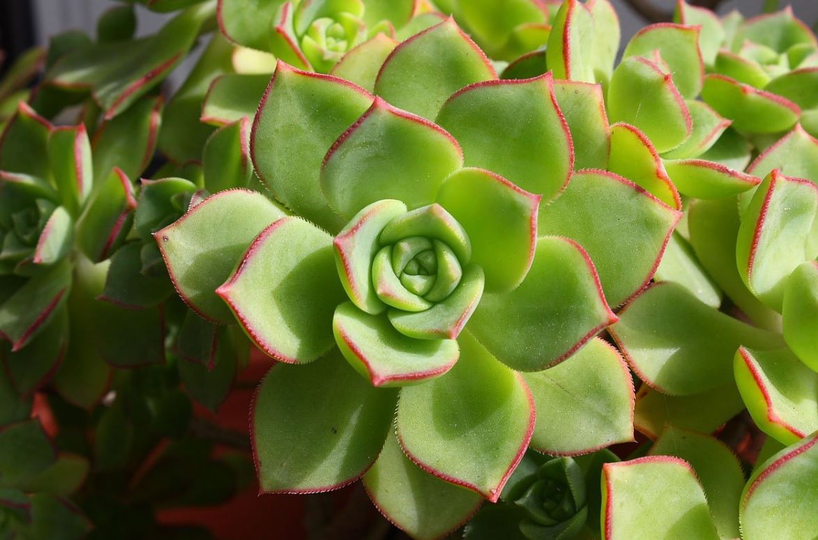 Echeveria