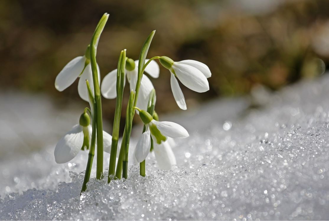 Perce Neige