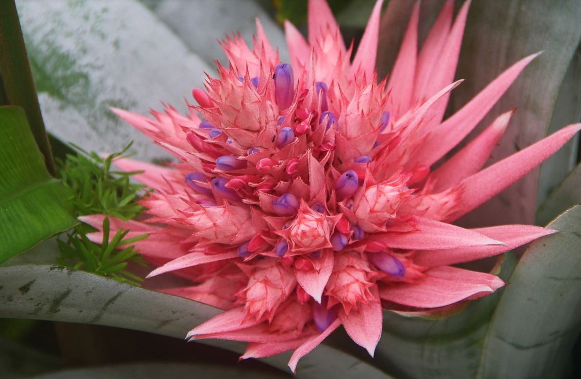 Bromelia