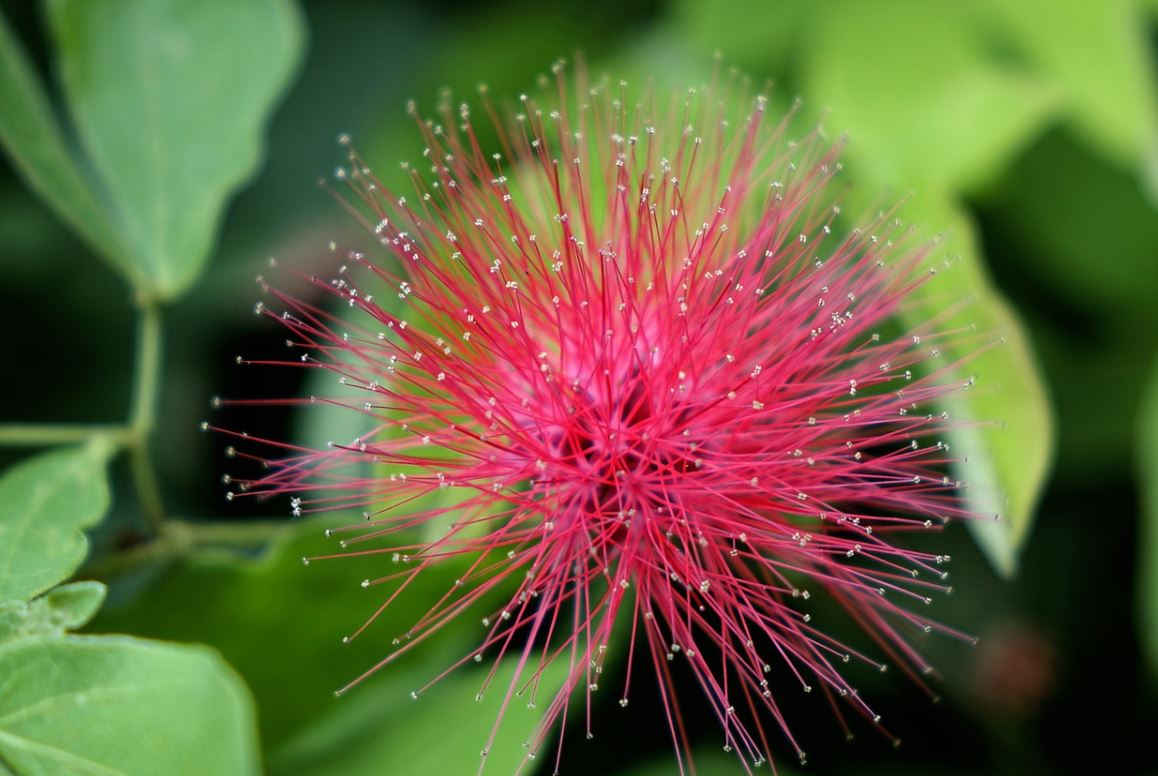 Calliandra
