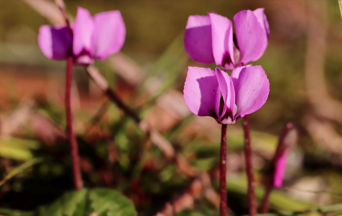 Cyclamen Coum